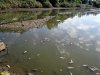 Замор рыбы в старице реки Кубань напротив Зелёного острова