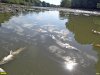 Замор рыбы в старице реки Кубань напротив Зелёного острова