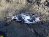 Замор рыбы в старице реки Кубань напротив Зелёного острова