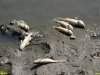 Замор рыбы в старице реки Кубань напротив Зелёного острова