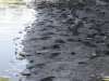Замор рыбы в старице реки Кубань напротив Зелёного острова