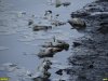 Замор рыбы в старице реки Кубань напротив Зелёного острова