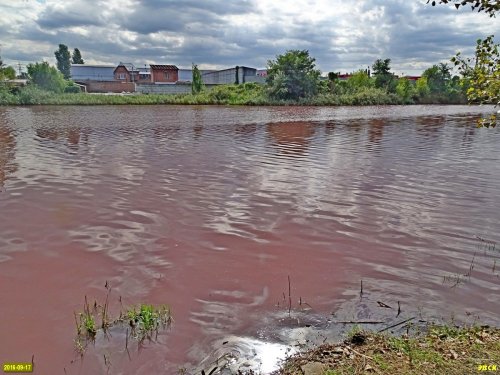 Покрасневшая вода в Горской старице