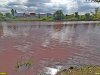 Покрасневшая вода в Горской старице