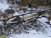 Огромный бук, срубленный при незаконном строительстве дороги на Энгельмановы поляны
