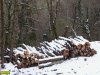 Хребет Аибга. Вековые дубы и каштаны пошли под нож ради удовлетворения алчных устремлений олигарха Потанина