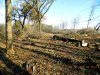 Вырубка лесного массива возле станицы Крыловской