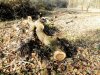 Вырубка лесного массива возле станицы Крыловской