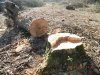  Вырубка лесного массива возле станицы Крыловской