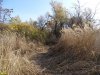 Плавни Большого острова