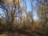 Растительность Большого острова