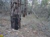 Лес на прилегающих к даче участках изобилует следами пожаров прошлых лет