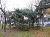 Нетронутая часть сквера 