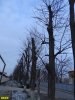 Остатки аллеи на ул. Каляева