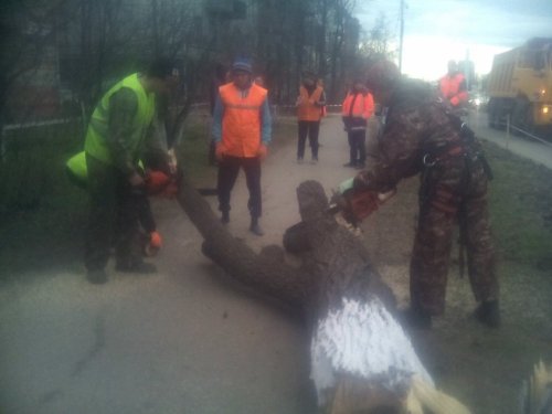 Вырубка деревьев на Ростовском шоссе