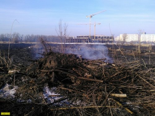 Пострадавшая от пожара растительность плавней