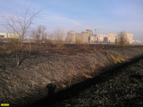 Пожар выжег значительную часть плавневой зоны