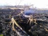 Деревья, пострадавшие от пожара