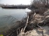 Сгребенные в Горский затон стволы, корни и ветви деревьев уничтоженного леса