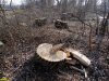 Горская коса. Пни на участках вырубки, где их еще не успели выкорчевать