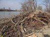 Лесоповал на Горской косе