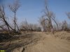 Пустыня на месте уникального леса на Горской косе