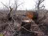 Горская коса. Завалы древесины и сучьев на месте уничтоженного леса