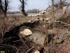Вырубка дошла до самого конца песчаной косы,  обрамлявшей с южной стороны Горский затон