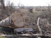 Лесоповал возле Горского затона в Краснодаре