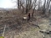 Размеры пней говорят о том, какой лес был погублен на Горской косе