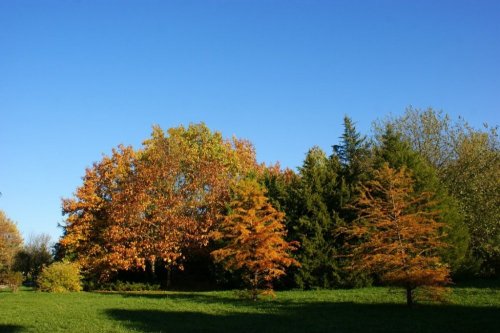 Растительность дендрария 