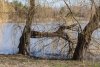 Сломанные парковые деревья 