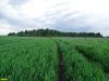 Березово-ореховая роща возле Новотиторовской