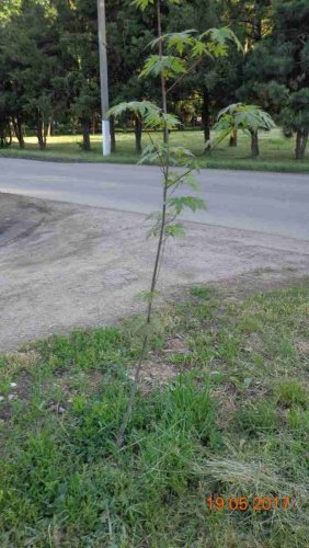 Повреждение саженцев в учхозе "Кубань"