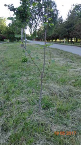 Повреждение саженцев в учхозе "Кубань"