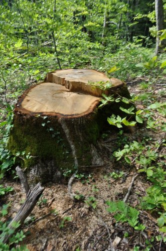 Вырубки в долинах рек Небуг и Шенемок