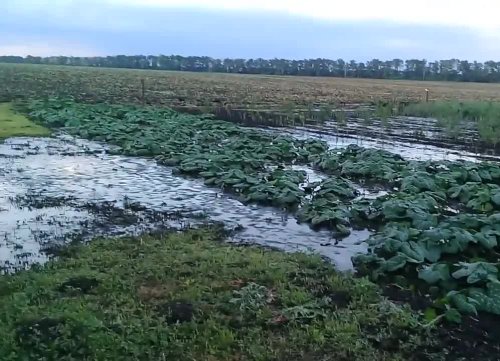 (2017.07.03) Мега-ферма "Агрокомплекса" травит жителей станицы Павловской
