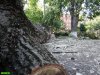 Трупы тополей лежат на территории школы