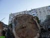 Вырубка тополей на территории гимназии №72 в Краснодаре