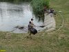 Очередной замор рыбы в Карасунских озёрах