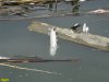 Очередной замор рыбы в Карасунских озёрах