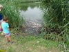 Очередной замор рыбы в Карасунских озёрах