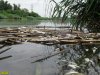 Очередной замор рыбы в Карасунских озёрах