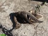 Экологическое бедствие на озере Горская Старица продолжается