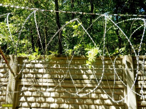 Колючая проволока над забором вокруг "дачи Ремезкова" на реке Кочеты