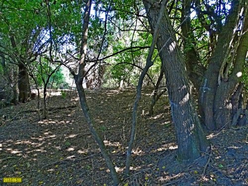 Пойменный лес возле ЖК "Белые паруса"