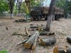 Краснодар. Вырубка на улице Селезнёва