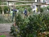 Краснодар. Вырубка на улице Селезнёва