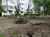 Краснодар. Вырубка на улице Селезнёва