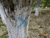 Краснодар. Вырубка на улице Селезнёва